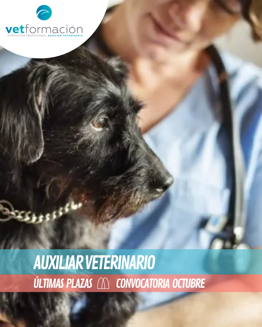 curso auxiliar veterinario presencial