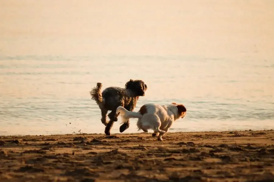 guias caninas mapa playas perros 2026
